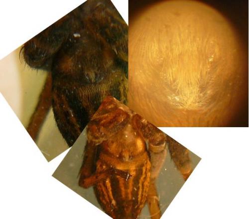 Dolomedes fimbriatus